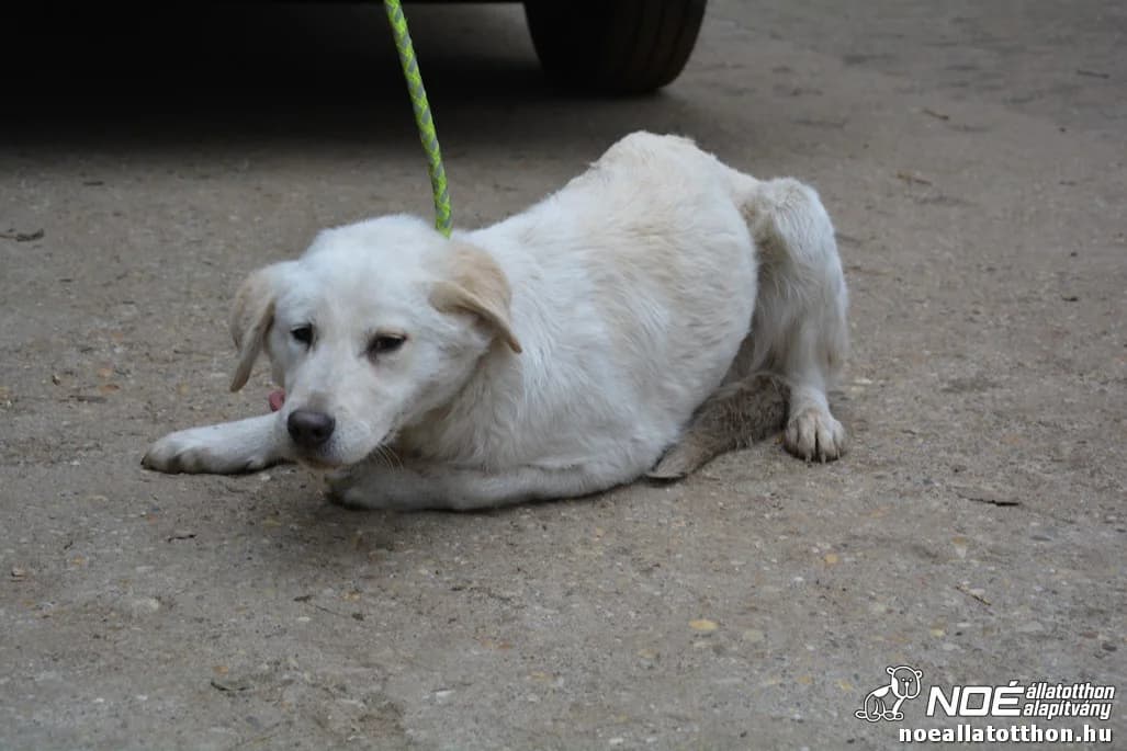 Kuvik család Zsandár, male 7yo Kuvasz for adoption at Noé Állatotthon, Budapest