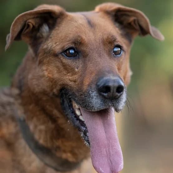 Toku, male senior Mixed Breed for adoption at Noé Állatotthon, Budapest