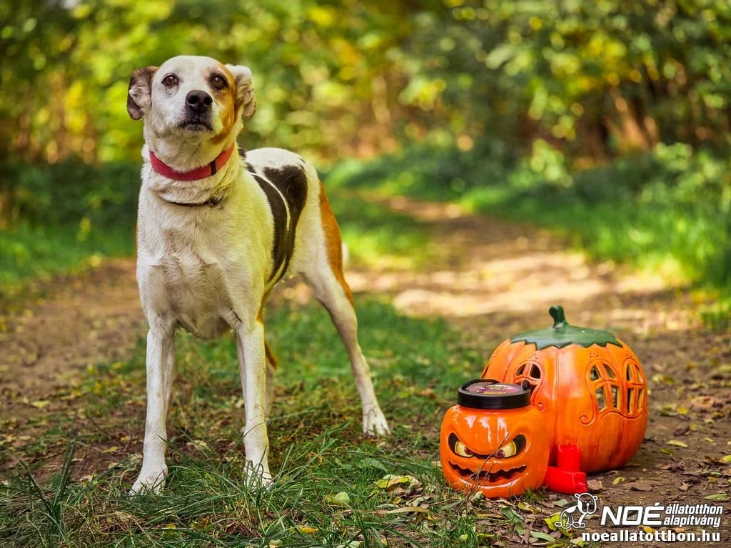 Somogyi Spidi, female senior Mixed Breed for adoption at Noé Állatotthon, Budapest