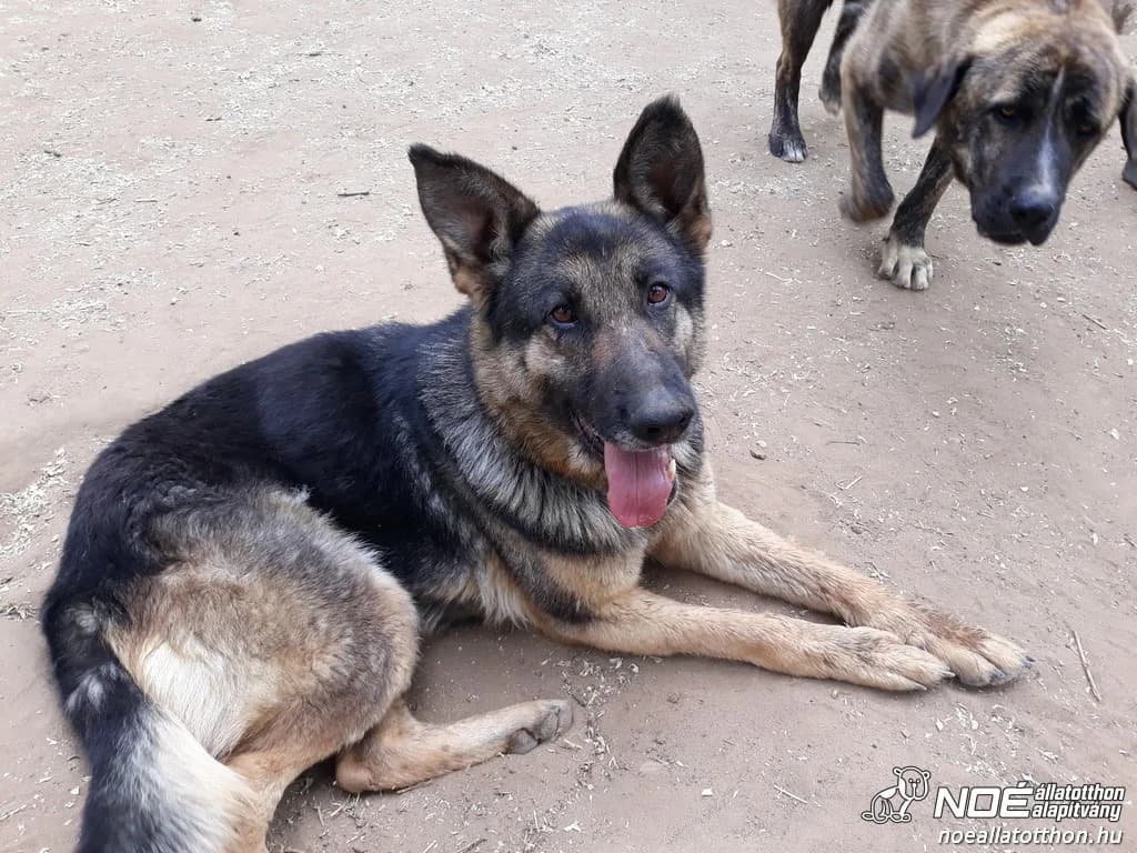 Csipkebogyó, female senior German Shepherd for adoption at Noé Állatotthon, Budapest