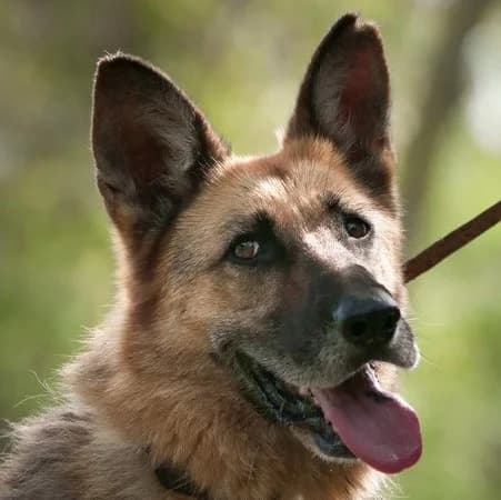 Mandiner, female senior German Shepherd for adoption at Noé Állatotthon, Budapest