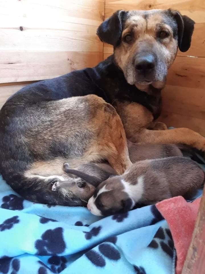 Majális mama, Mixed Breed (Noé Állatotthon)