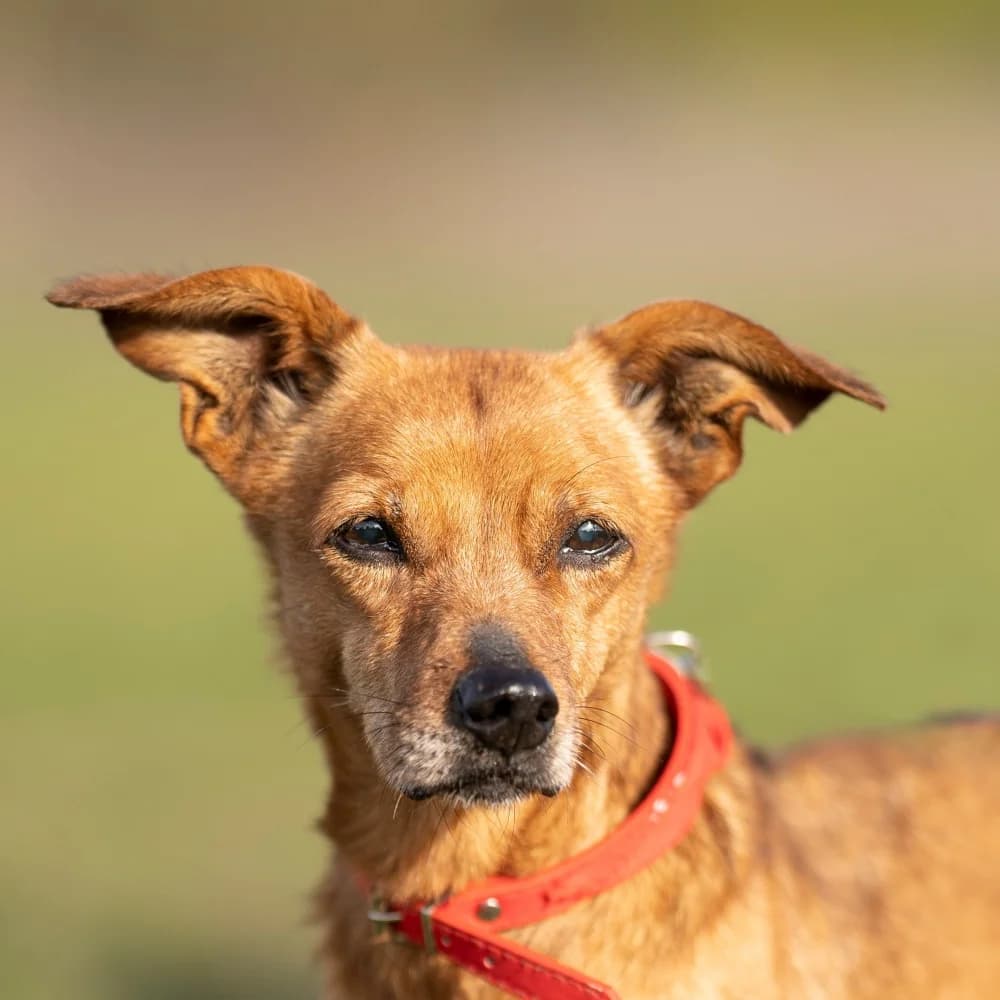 Pecsvörk, Mixed Breed (Noé Állatotthon)