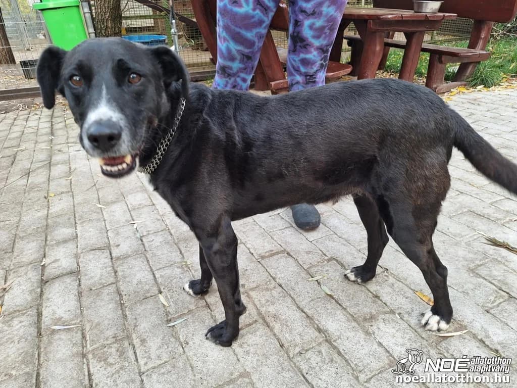 Konzerv, male 6yo Mixed Breed for adoption at Noé Állatotthon, Budapest