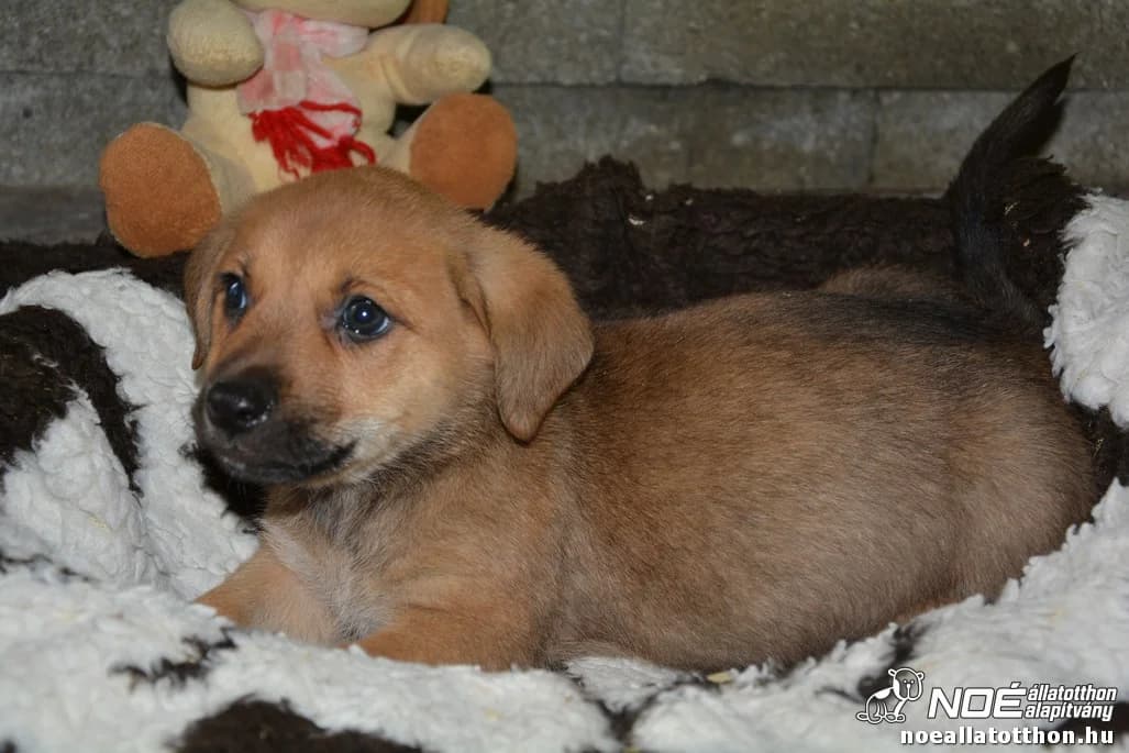 Virágzó család Kankalin Riki, male 5yo Mixed Breed for adoption at Noé Állatotthon, Budapest