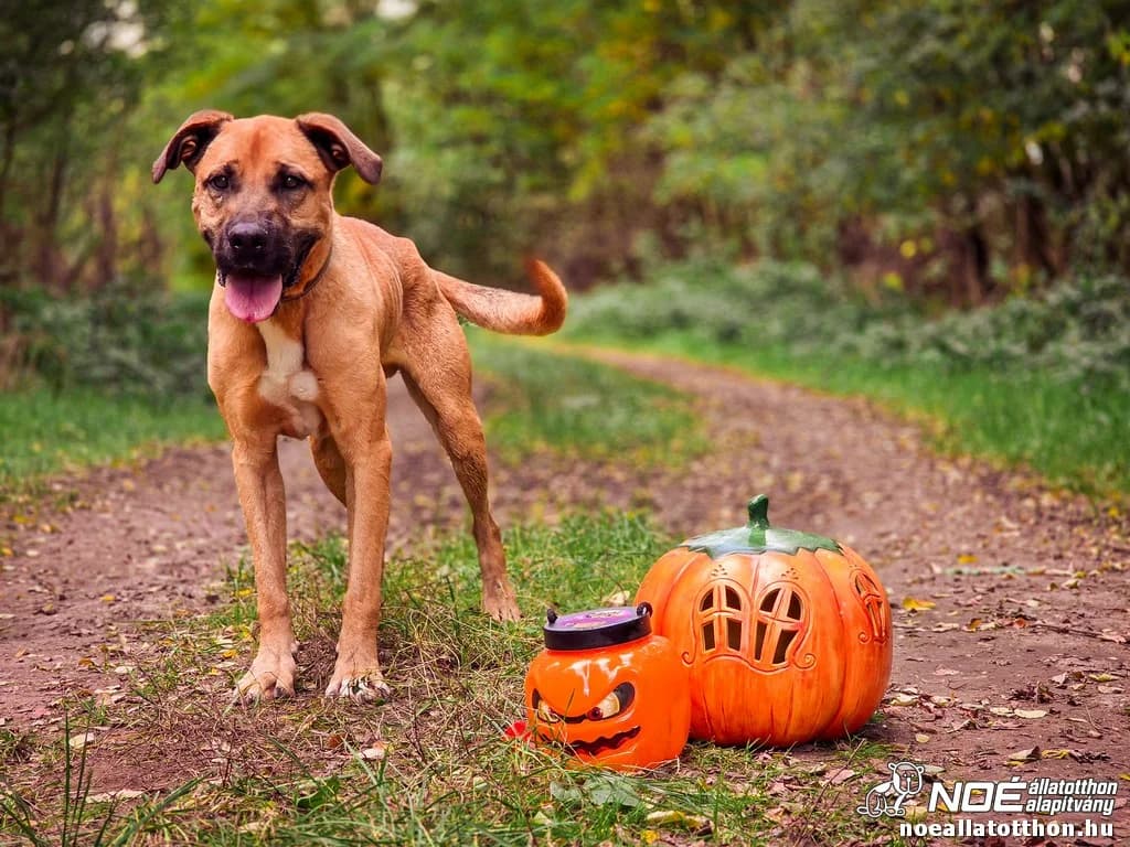Kacor, Mixed Breed (Noé Állatotthon)