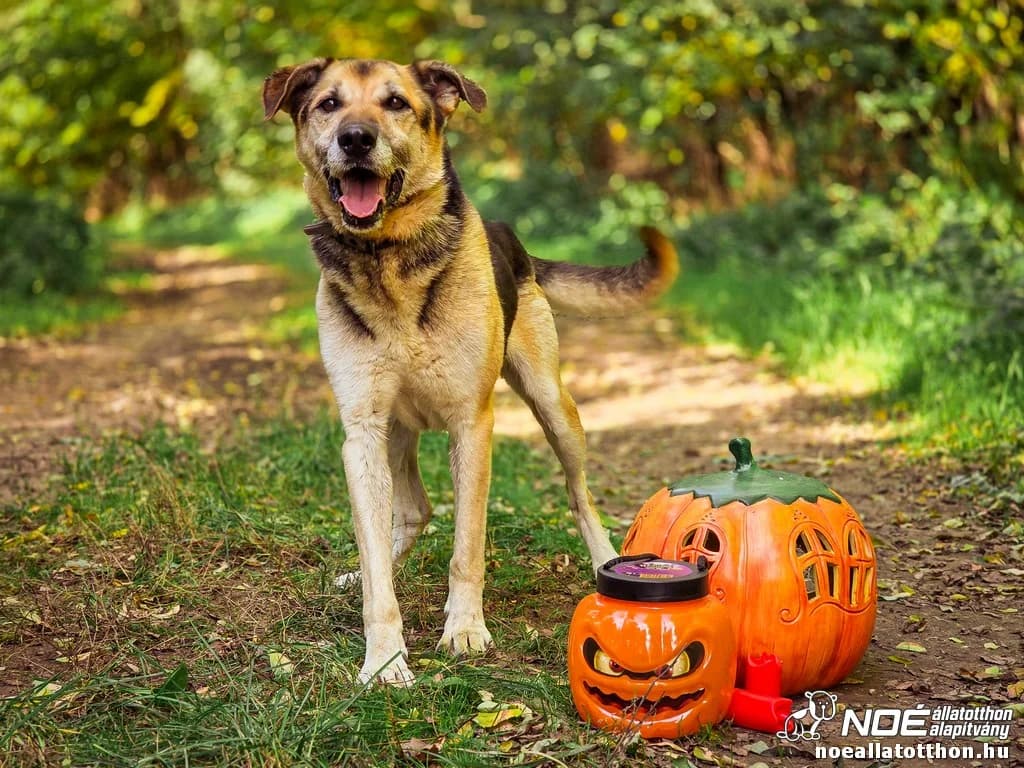 Maximilian, Mixed Breed (Noé Állatotthon)