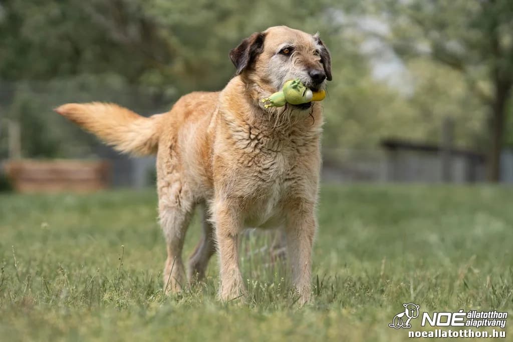Szivar, Mixed Breed (Noé Állatotthon)
