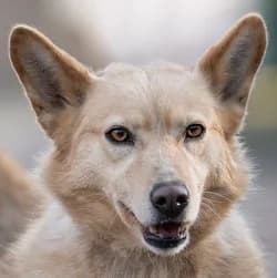 Hullahopp, Mixed Breed (Noé Állatotthon)