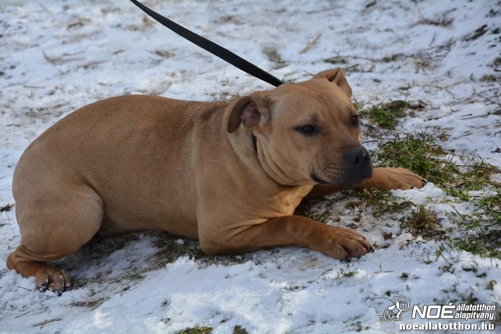 Spice Sporty, female 6yo American Staffordshire Terrier for adoption at Noé Állatotthon, Budapest