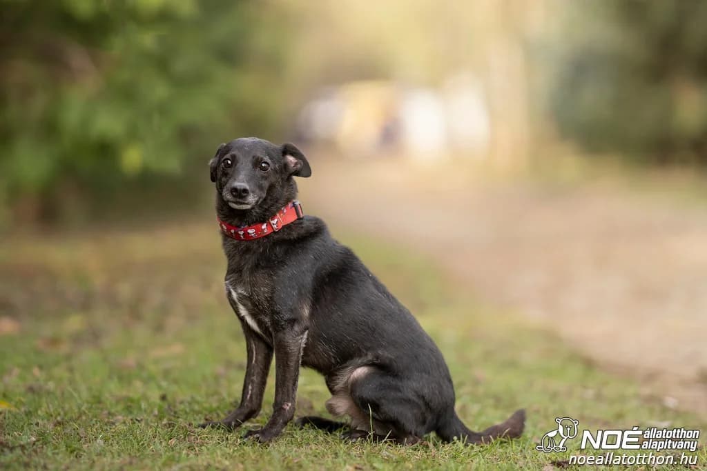 Vért, Mixed Breed (Noé Állatotthon)