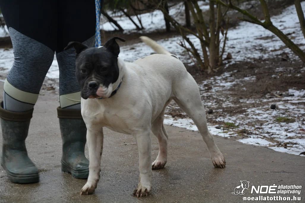 Pipacs, Mixed Breed (Noé Állatotthon)
