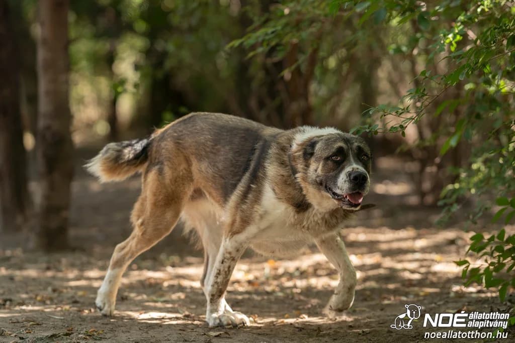 Kvíz, female senior Mixed Breed for adoption at Noé Állatotthon, Budapest