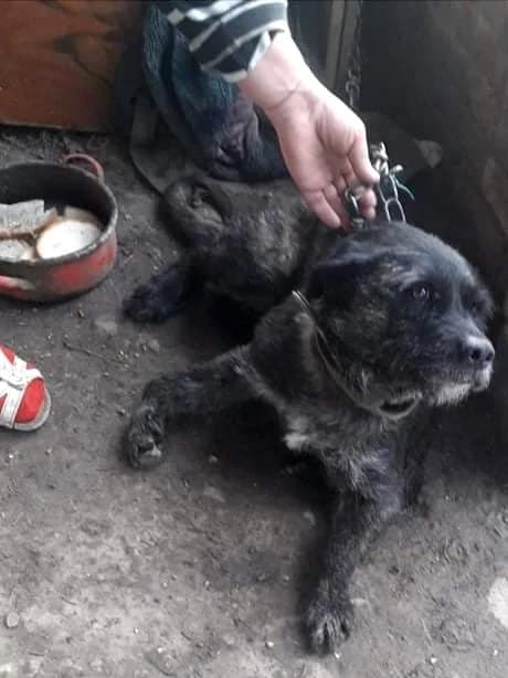 Pasziánsz, Mixed Breed (Noé Állatotthon)