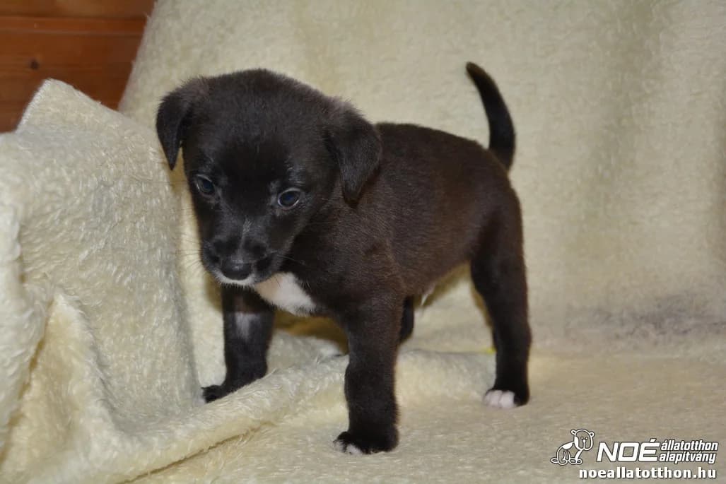 Tappancsos család Tihamér, male 5yo Mixed Breed for adoption at Noé Állatotthon, Budapest
