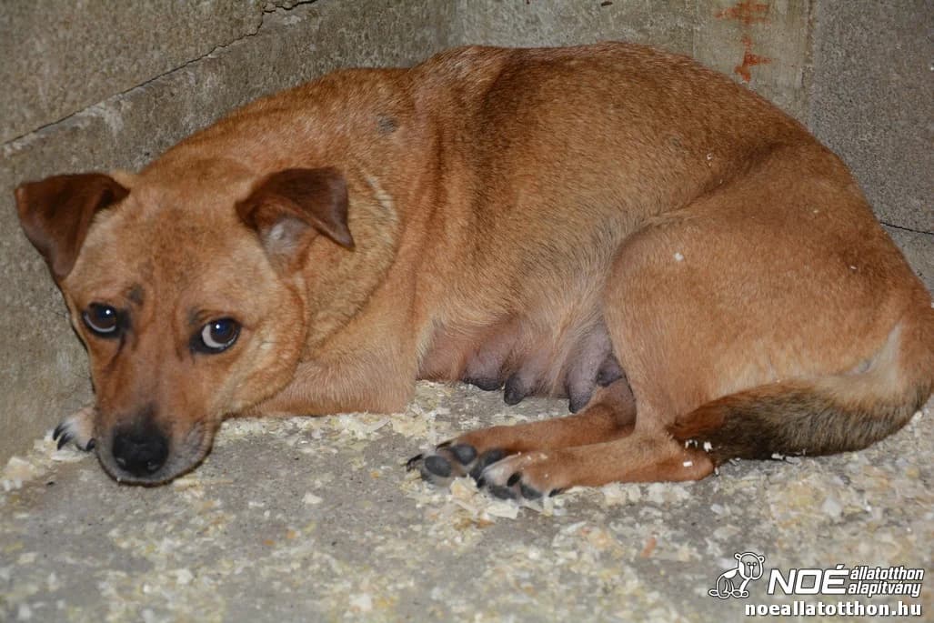 Gléda mama, Mixed Breed (Noé Állatotthon)