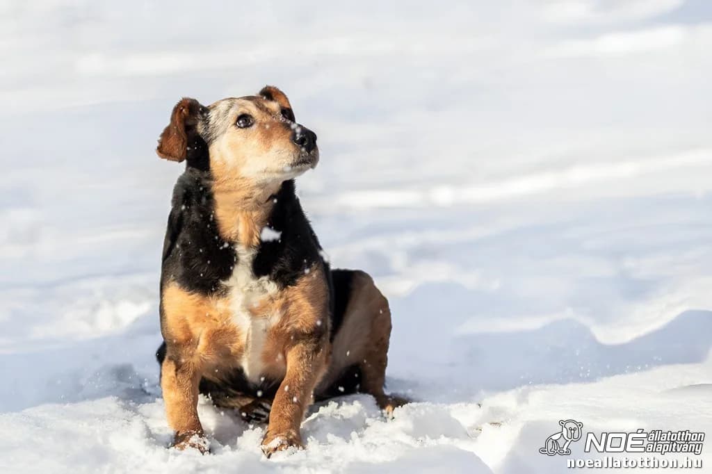 Studenka, Mixed Breed (Noé Állatotthon)