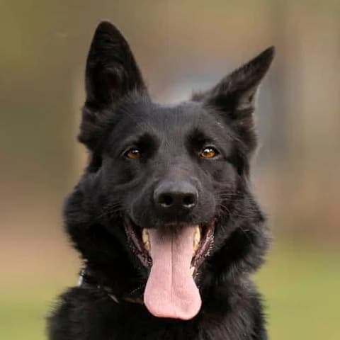 Somersby, female 7yo Mixed Breed for adoption at Noé Állatotthon, Budapest