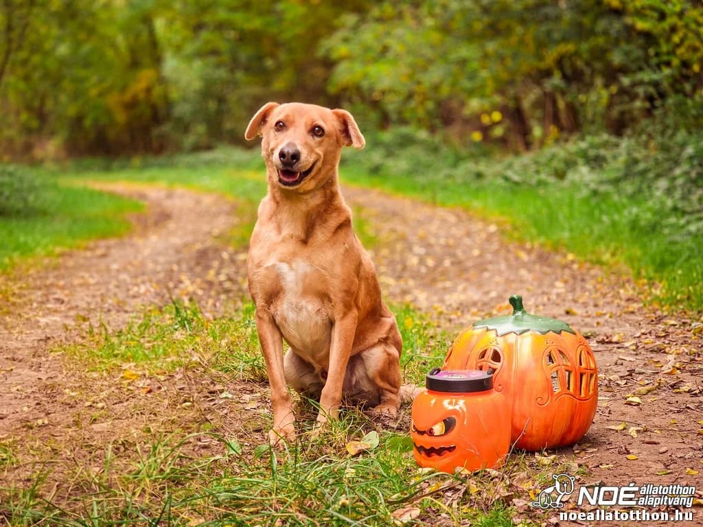 Ambrus, male 6yo Mixed Breed for adoption at Noé Állatotthon, Budapest