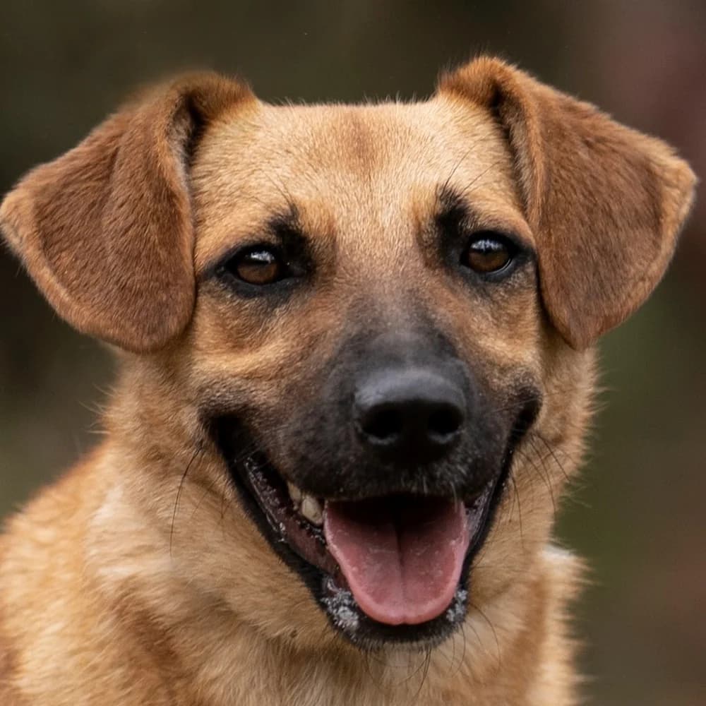 Ambrózia, Mixed Breed (Noé Állatotthon)