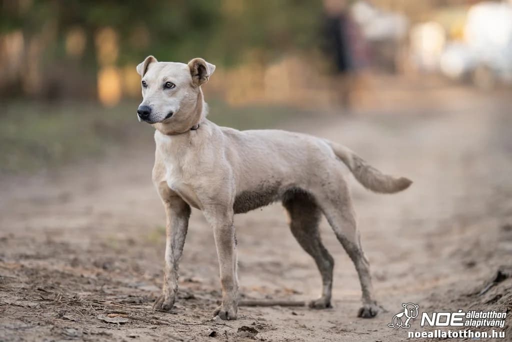 Jelmez mama, female 5yo Mixed Breed for adoption at Noé Állatotthon, Budapest