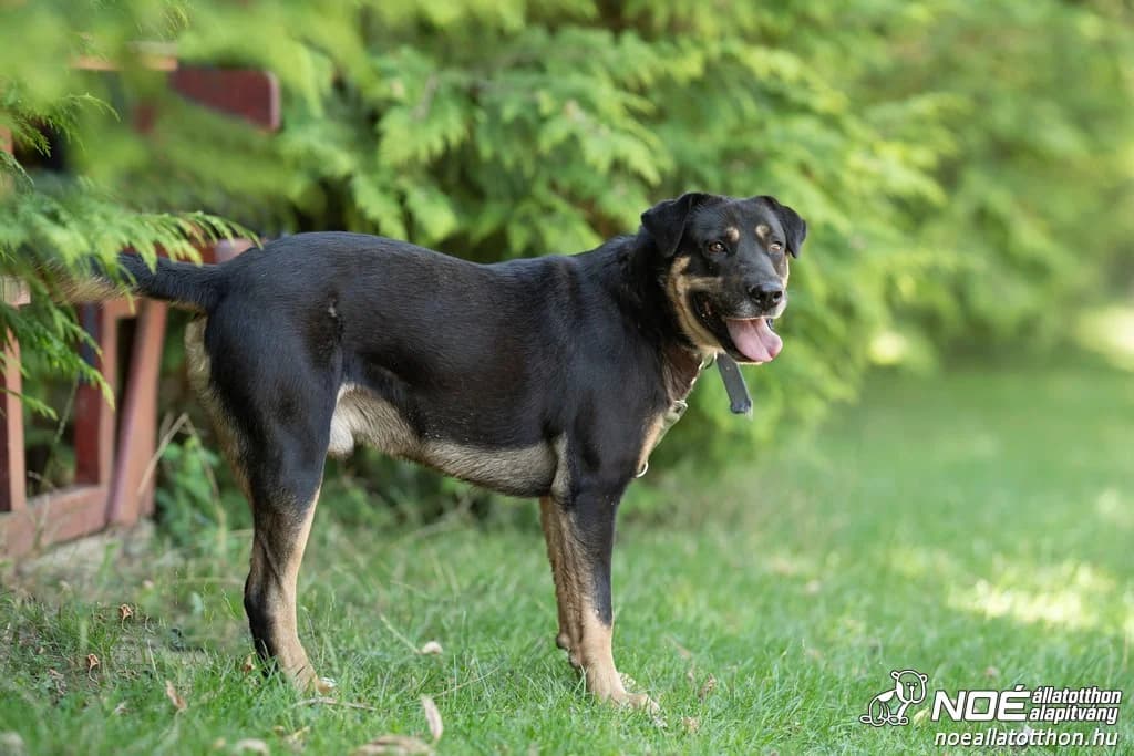XFactor, male senior Rottweiler for adoption at Noé Állatotthon, Budapest