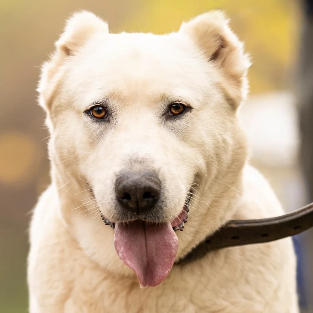 Oksana, Mixed Breed (Noé Állatotthon)