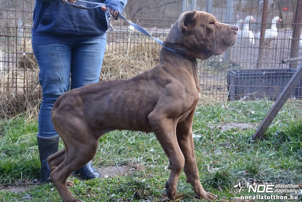 Szonár, Mixed Breed (Noé Állatotthon)
