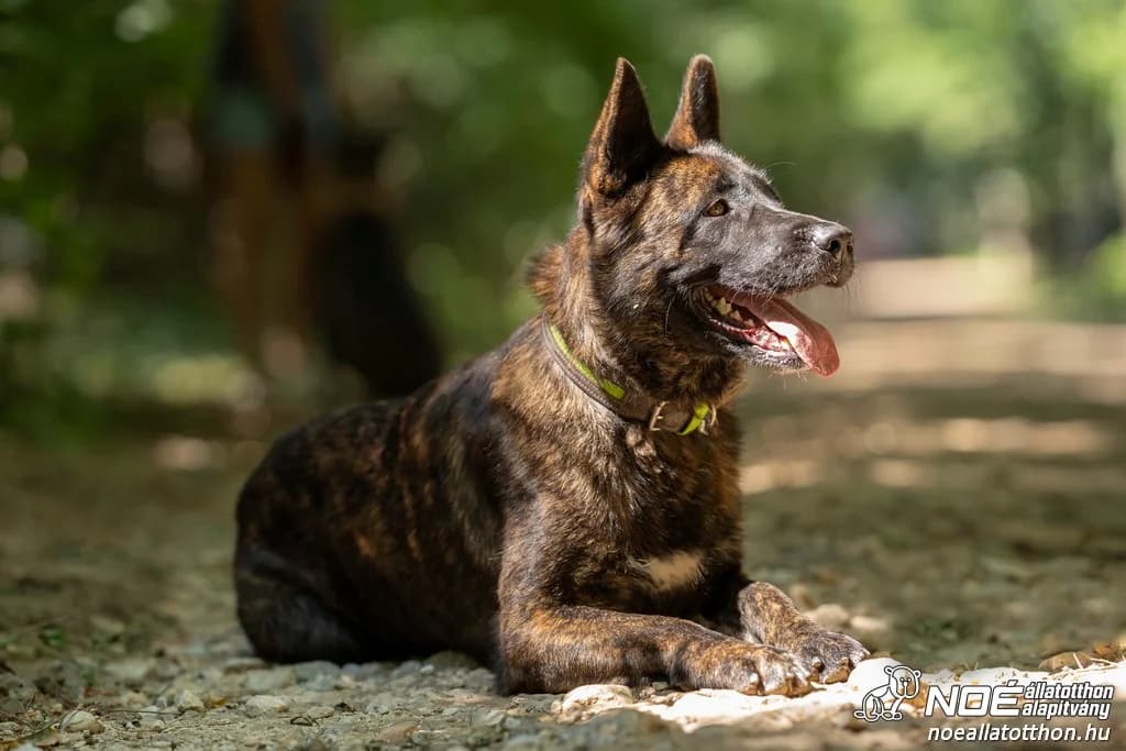 Ábránd, Mixed Breed (Noé Állatotthon)