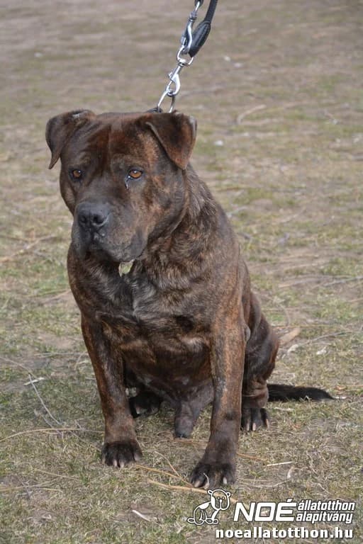Tulok, male senior Staffordshire Bull Terrier for adoption at Noé Állatotthon, Budapest
