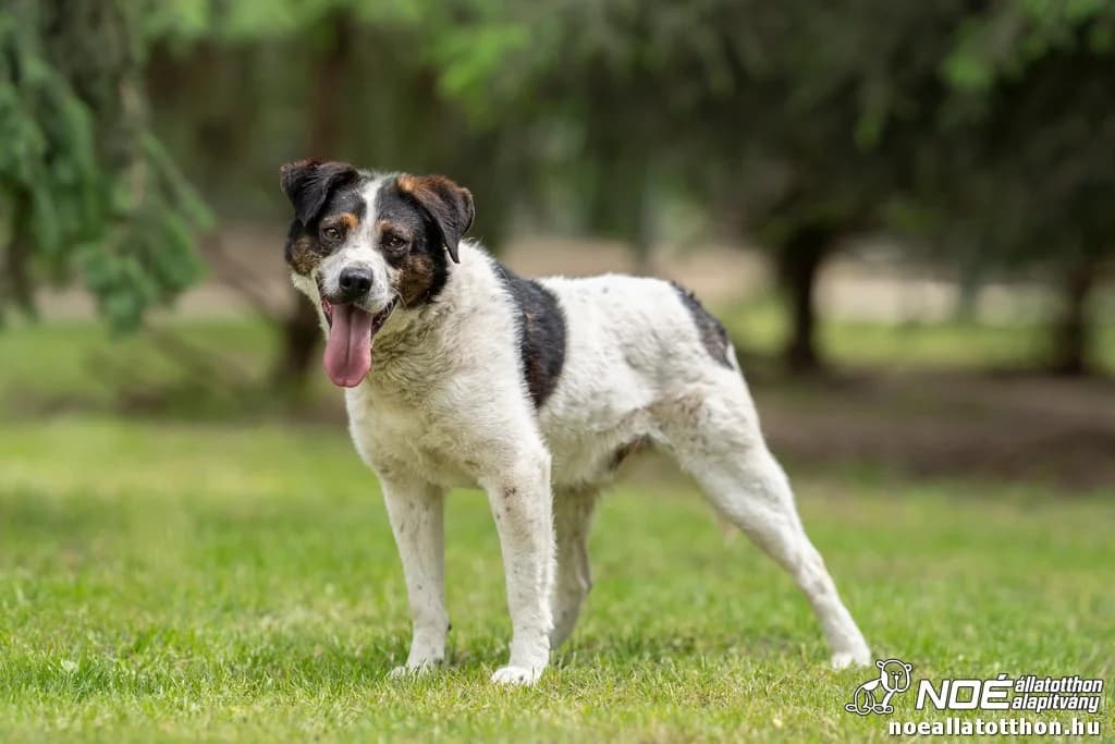Hapek, male 4yo Mixed Breed for adoption at Noé Állatotthon, Budapest