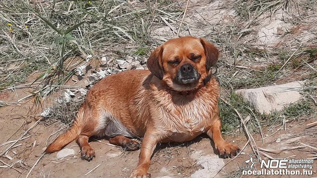 Lencse, Mixed Breed (Noé Állatotthon)