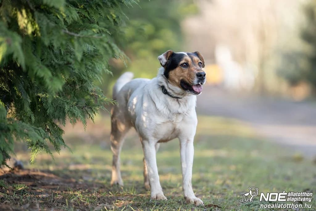 Ivett, female 7yo Mixed Breed for adoption at Noé Állatotthon, Budapest