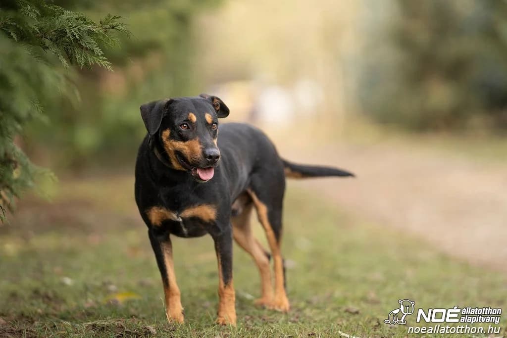 Bondi, male senior mixed breed for adoption at Győri Állatmenhely