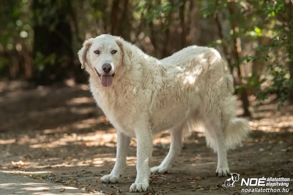 Cimbora, male senior Kuvasz for adoption at Noé Állatotthon, Budapest