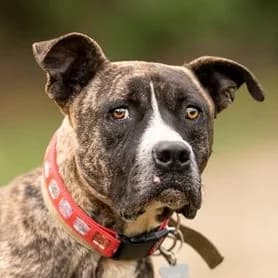 Bugaci Artemis, Mixed Breed (Noé Állatotthon)