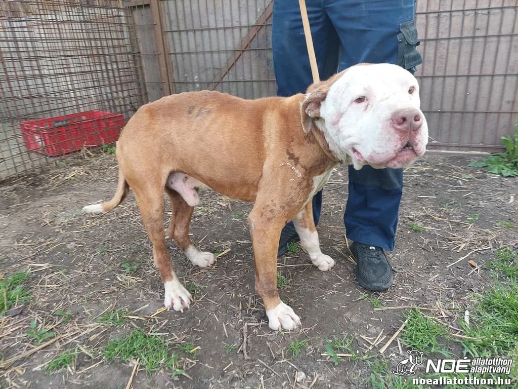 Bugaci Murphy, Mixed Breed (Noé Állatotthon)