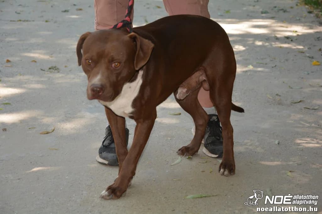 Csumpi, male 5yo American Staffordshire Terrier for adoption at Noé Állatotthon, Budapest