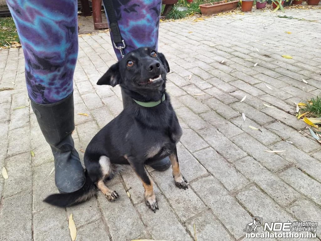 Iszkiri család Xixo photo 2