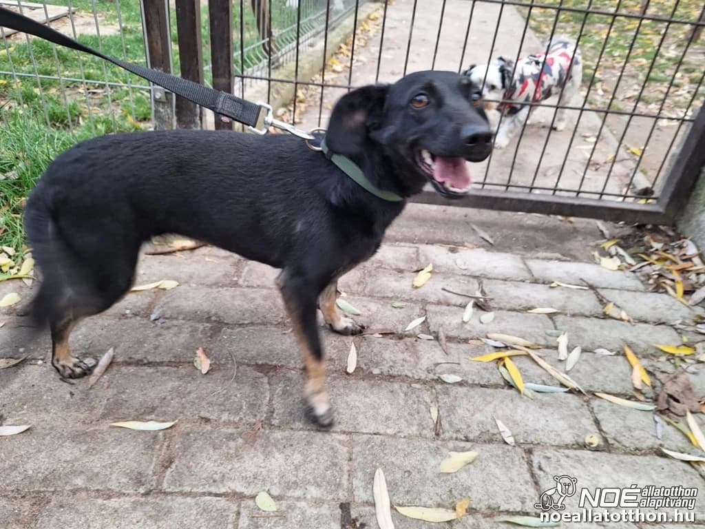 Iszkiri család Xixo photo 3