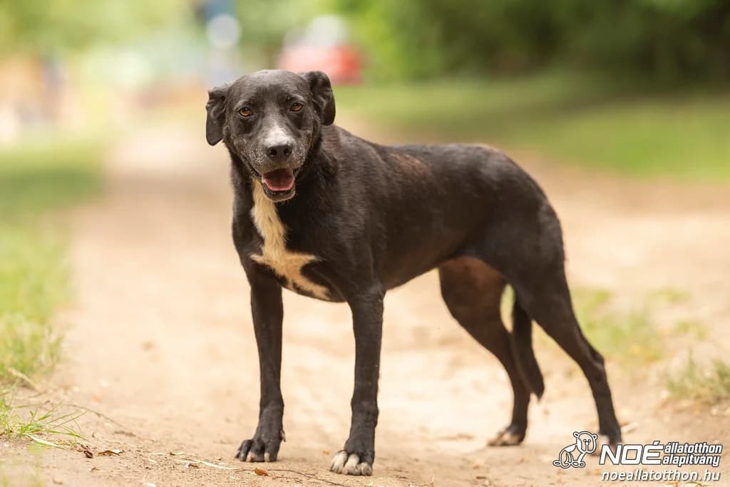 Jana, Mixed Breed (Noé Állatotthon)