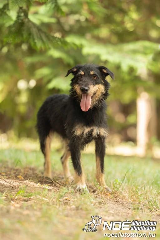 Mindenszentek Len, female 3yo Mixed Breed for adoption at Noé Állatotthon, Budapest
