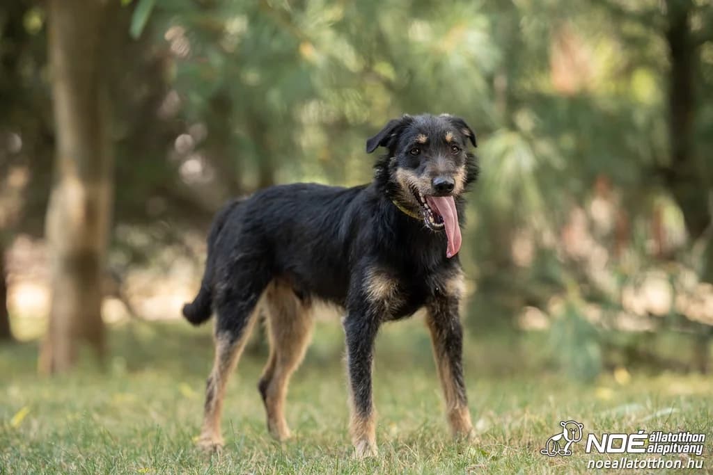 Mindenszentek Komló, male 3yo Mixed Breed for adoption at Noé Állatotthon, Budapest