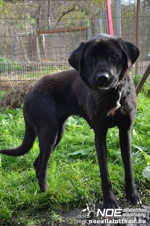 Isaboo, female 7yo Mixed Breed for adoption at Noé Állatotthon, Budapest