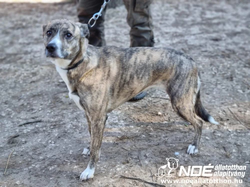 Mirabella, female 6yo Mixed Breed for adoption at Noé Állatotthon, Budapest