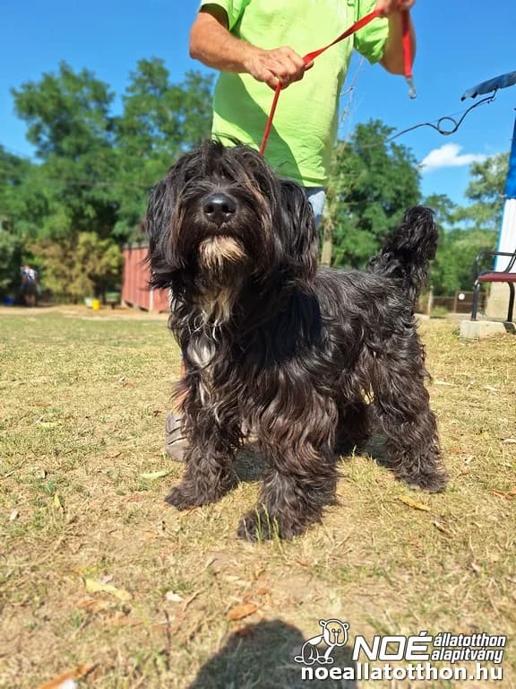 Petics, male 5yo Puli for adoption at Noé Állatotthon, Budapest