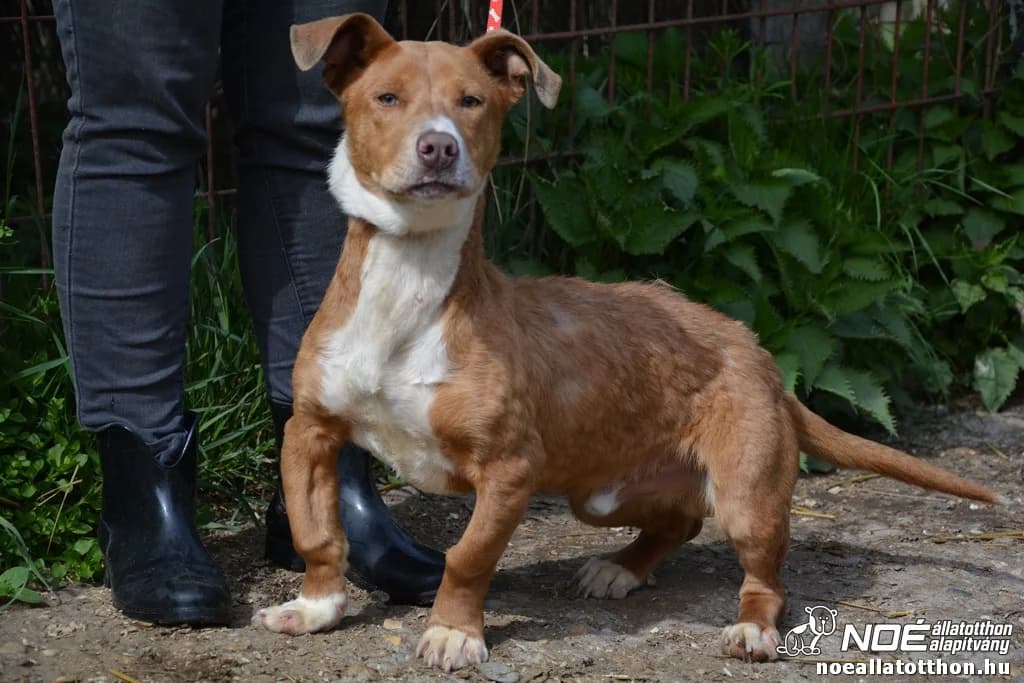 Vitál, Mixed Breed (Noé Állatotthon)
