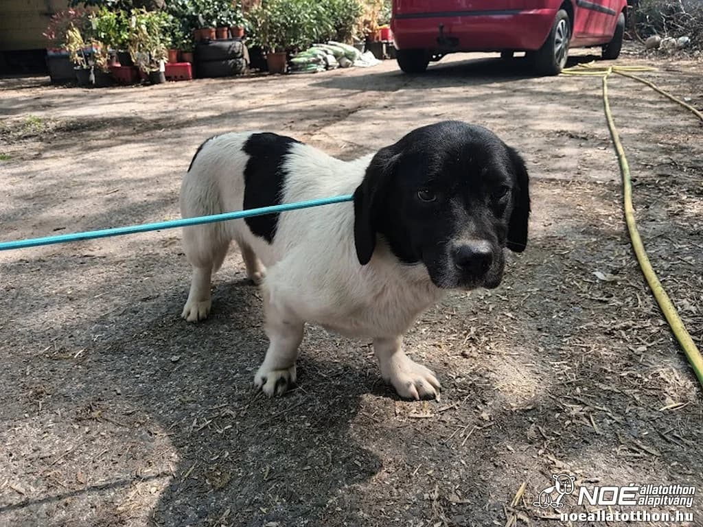 Donatello, Mixed Breed (Noé Állatotthon)