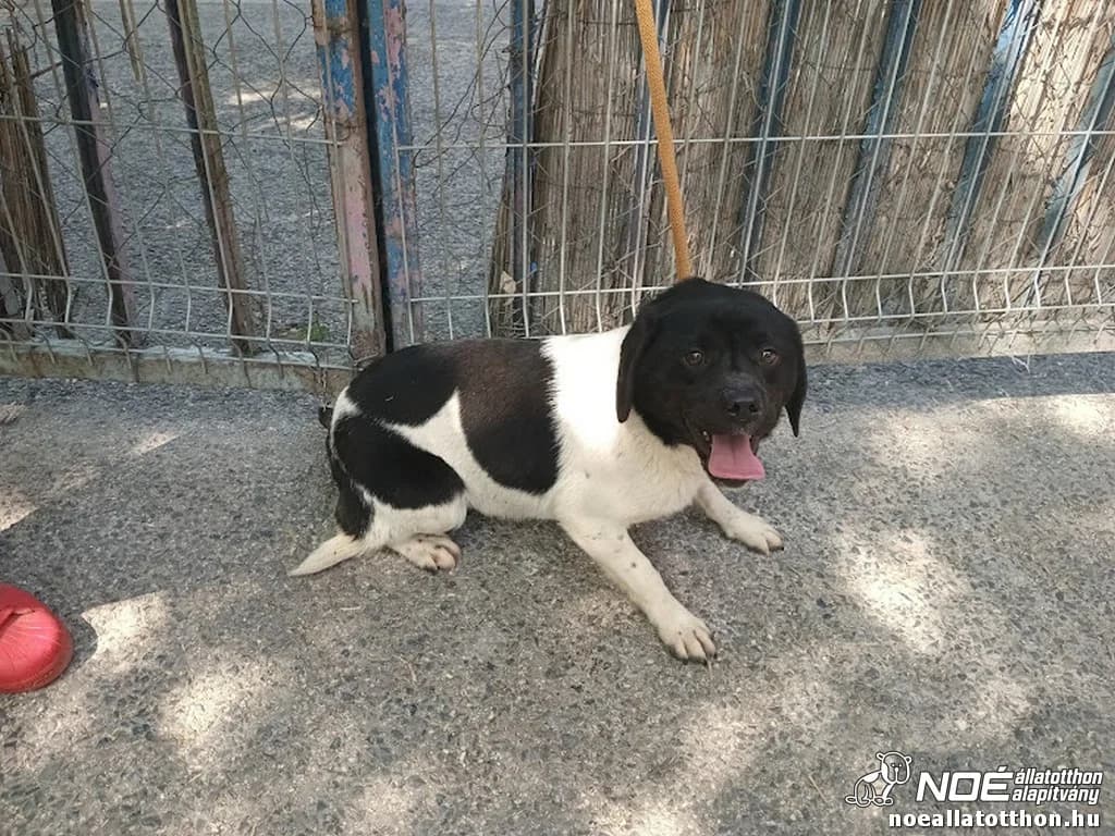 Michelangelo, Mixed Breed (Noé Állatotthon)