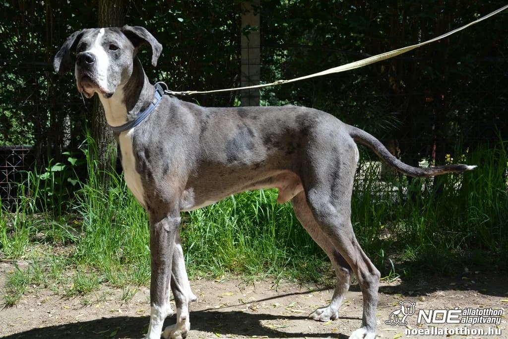 Márki, Mixed Breed (Noé Állatotthon)